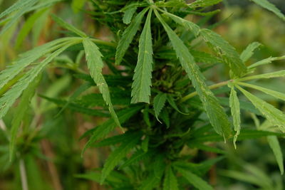 Close-up of fresh green plant