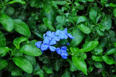 Close-up of purple flowering plants