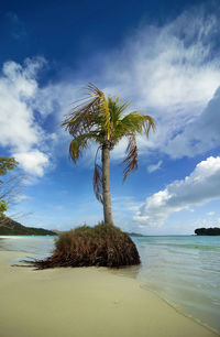 Palm tree on beach against sky