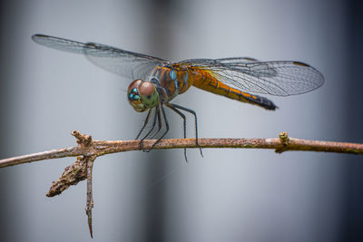 A dragonfly perched on a tree brench with isolate background.