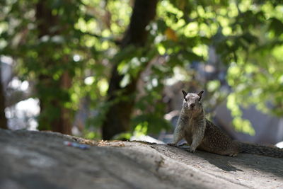 Squirrel sitting on tree