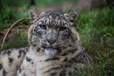 Portrait of a cat in the forest