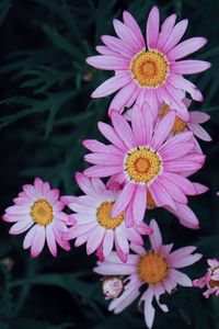 Close-up of pink flower