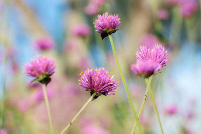 Close-up of pink flowering plants