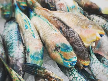 High angle view of fish for sale in market