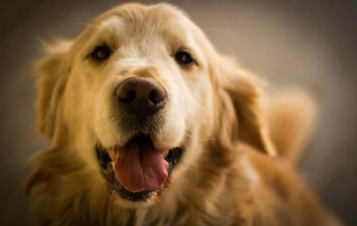 Close-up portrait of golden retriever sticking out tongue