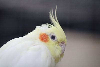 Close-up of parrot