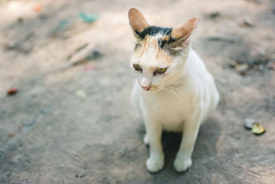 Cat looking away while standing on footpath