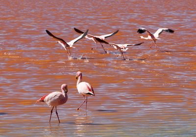 Laguna colorada - bolivia flying flamingo