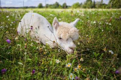 Close-up of sheep relaxing on field