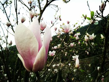 Low angle view of pink flowers blooming on tree