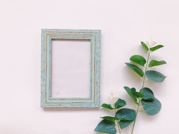 Close-up of potted plant against white wall