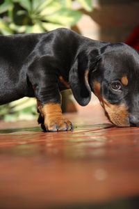 Close-up of dog lying down on floor