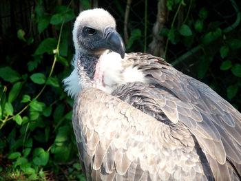 Close-up of a vulture