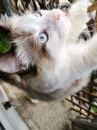 Close-up of cat looking up