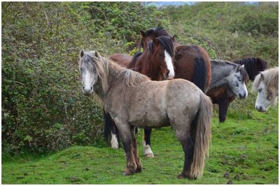 Horses standing in a field - wild horses 