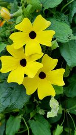 Close-up of yellow flowers blooming outdoors