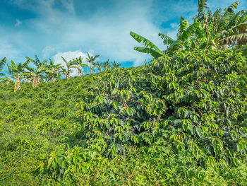 Plants growing in field against sky