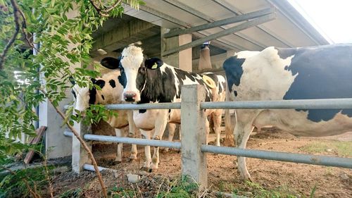 Cows standing in farm