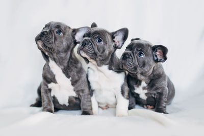 High angle view of two dogs against white background