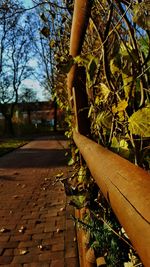 Close-up of tree against sky