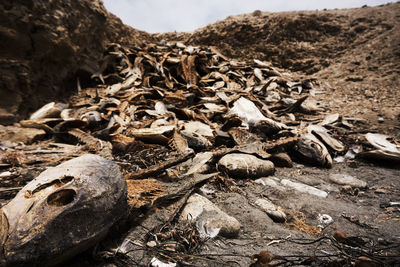 Bones of dead animals at beach