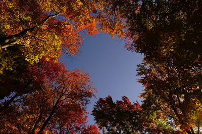 Directly below view of trees against clear sky during autumn