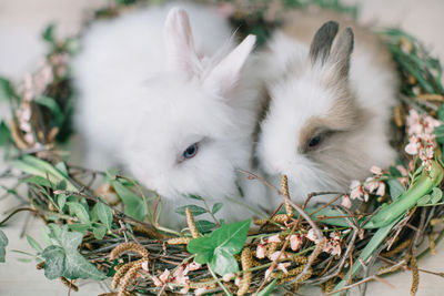 Close-up of rabbits relaxing in nest