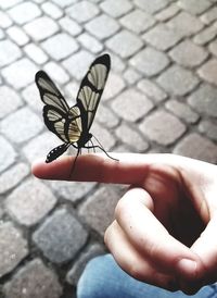 Close-up of butterfly perching on hand