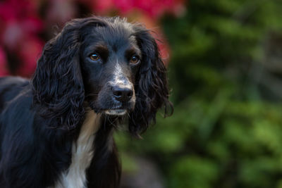 Portrait of black dog