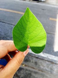 Close-up of hand holding leaf