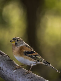 Close-up of bird perching on a branch