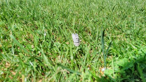 Full frame shot of grassy field