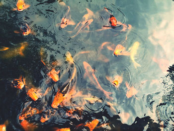 High angle view of koi carps swimming in lake