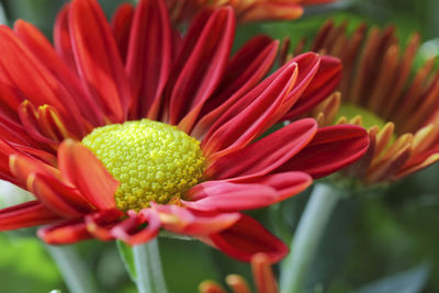 Close-up of red flower