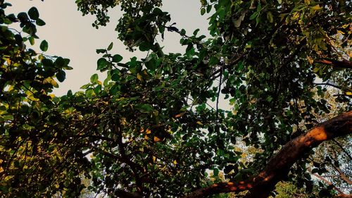 Low angle view of trees against sky