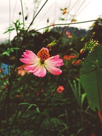 Close-up of pink hibiscus blooming outdoors