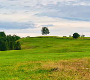 Beech tree on a hill above a green meadow, slovakia