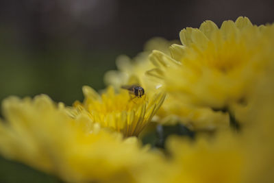 Close-up of insect on yellow flower