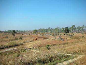 Scenic view of field against clear sky