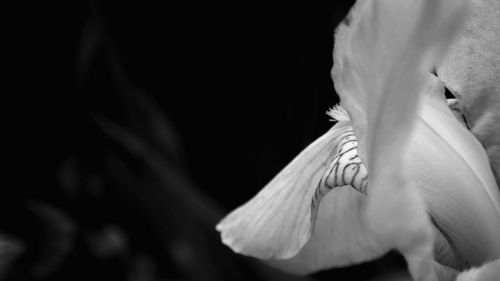 Close-up of flower against black background