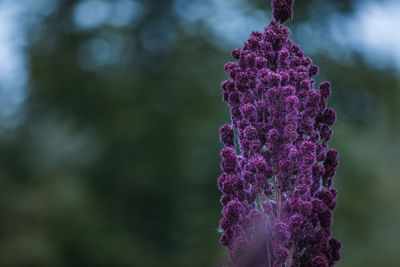 Close-up of purple flowering plant