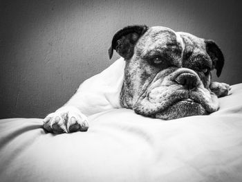 Close-up of a dog resting on bed at home