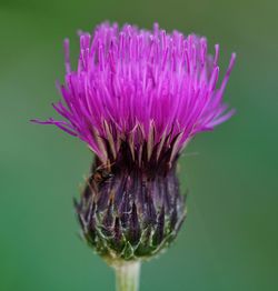 Close-up of thistle blooming outdoors