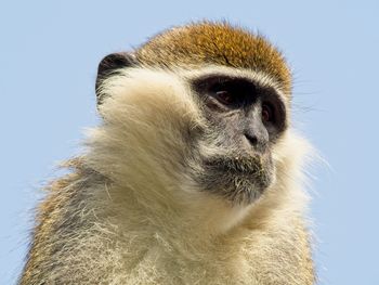 Closeup portrait of a vervet monkey chlorocebus pygerythrus looking at sky hawassa ethiopia