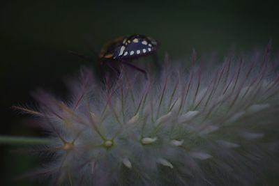 Close-up of butterfly pollinating on flower