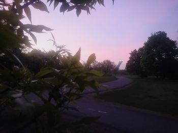 Silhouette of pink flowering plants by road against sky during sunset