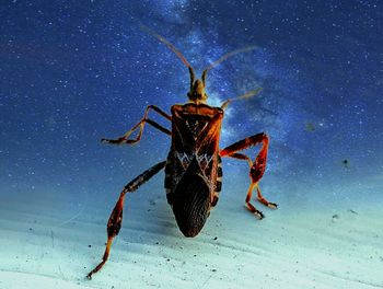 Crab on beach against sky at night