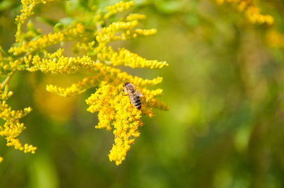 Close-up of bug on yellow flower