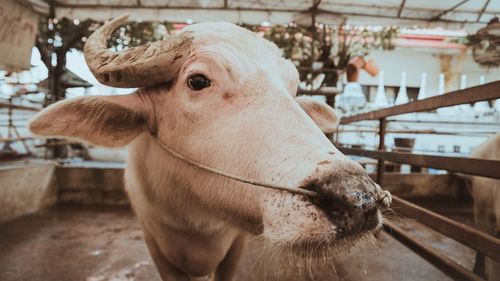 Close-up of cow